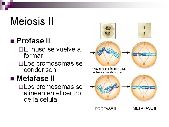 Meiosis II n Profase II ¨ El huso se vuelve a formar ¨ Los Meiosis II n Profase II ¨ El huso se vuelve a formar ¨ Los