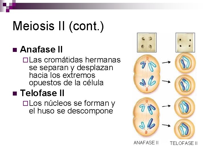 Meiosis II (cont. ) n Anafase II ¨ Las cromátidas hermanas se separan y Meiosis II (cont. ) n Anafase II ¨ Las cromátidas hermanas se separan y