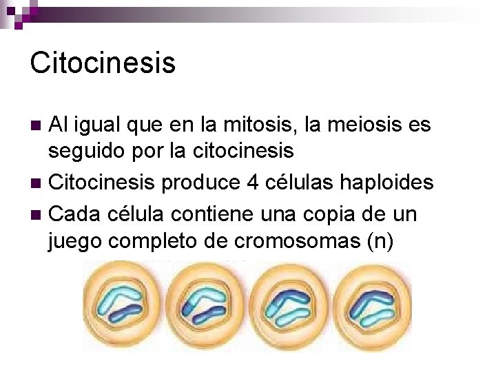 Citocinesis Al igual que en la mitosis, la meiosis es seguido por la citocinesis Citocinesis Al igual que en la mitosis, la meiosis es seguido por la citocinesis