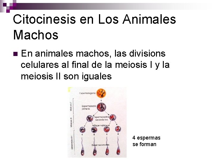 Citocinesis en Los Animales Machos n En animales machos, las divisions celulares al final Citocinesis en Los Animales Machos n En animales machos, las divisions celulares al final