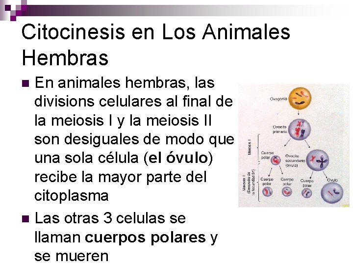 Citocinesis en Los Animales Hembras En animales hembras, las divisions celulares al final de Citocinesis en Los Animales Hembras En animales hembras, las divisions celulares al final de