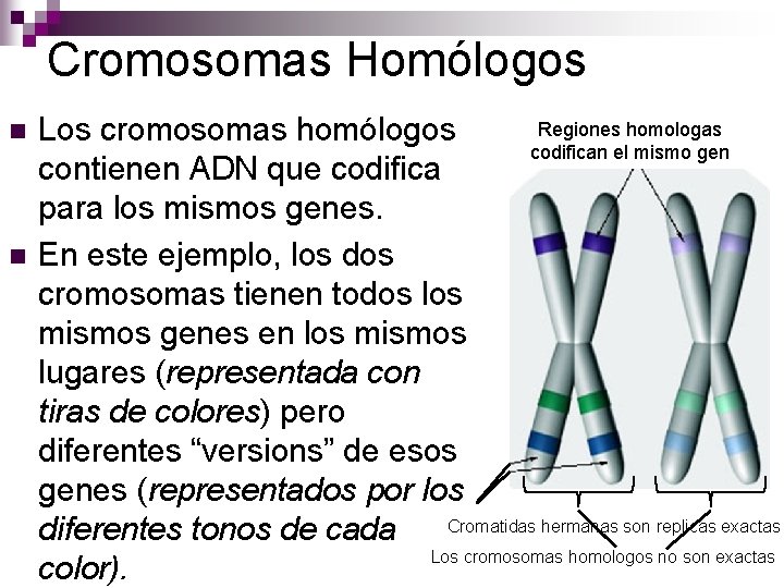 Cromosomas Homólogos n n Regiones homologas Los cromosomas homólogos codifican el mismo gen contienen Cromosomas Homólogos n n Regiones homologas Los cromosomas homólogos codifican el mismo gen contienen