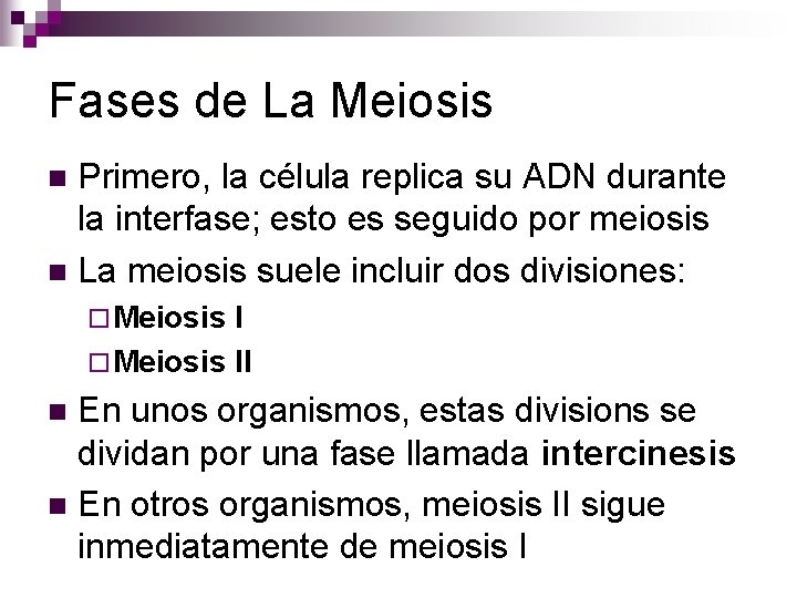 Fases de La Meiosis Primero, la célula replica su ADN durante la interfase; esto Fases de La Meiosis Primero, la célula replica su ADN durante la interfase; esto