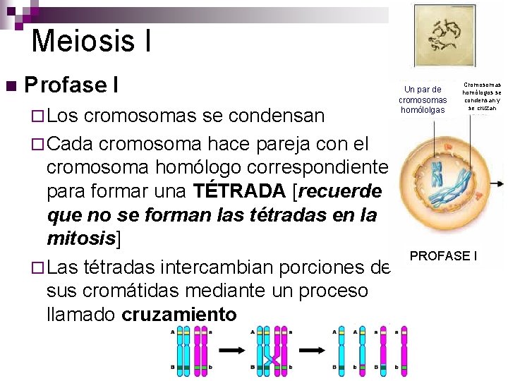 Meiosis I n Profase I ¨ Los cromosomas se condensan ¨ Cada cromosoma hace Meiosis I n Profase I ¨ Los cromosomas se condensan ¨ Cada cromosoma hace