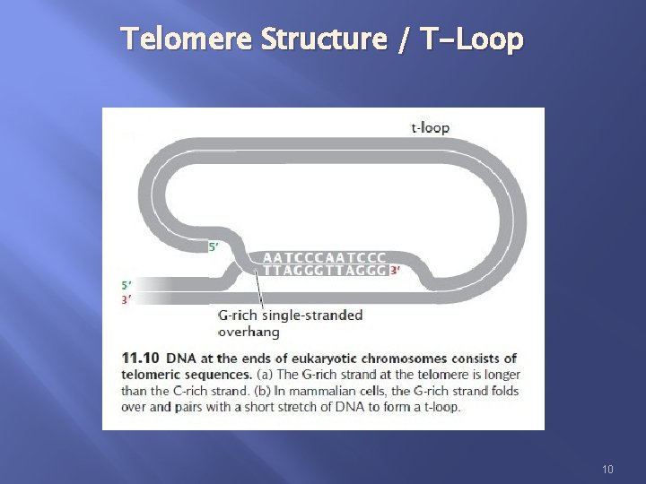 Telomere Structure / T-Loop 10 