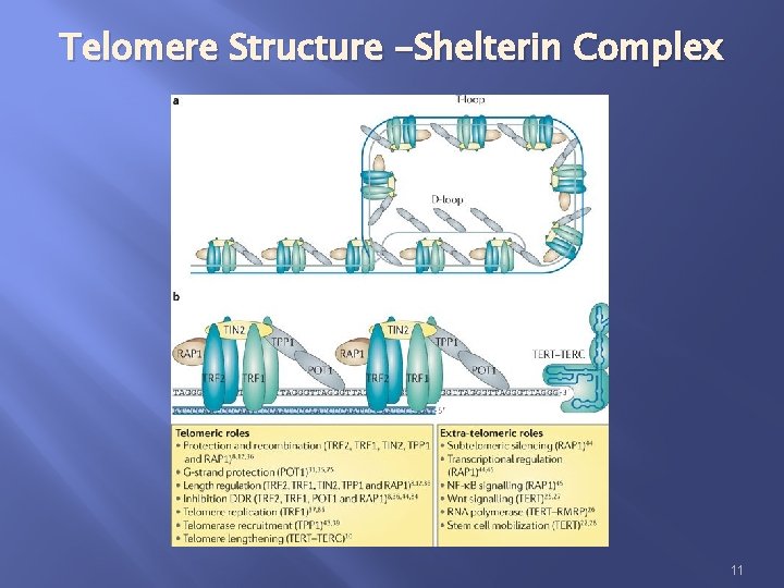 Telomere Structure -Shelterin Complex 11 