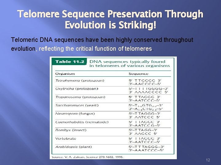 Telomere Sequence Preservation Through Evolution is Striking! Telomeric DNA sequences have been highly conserved