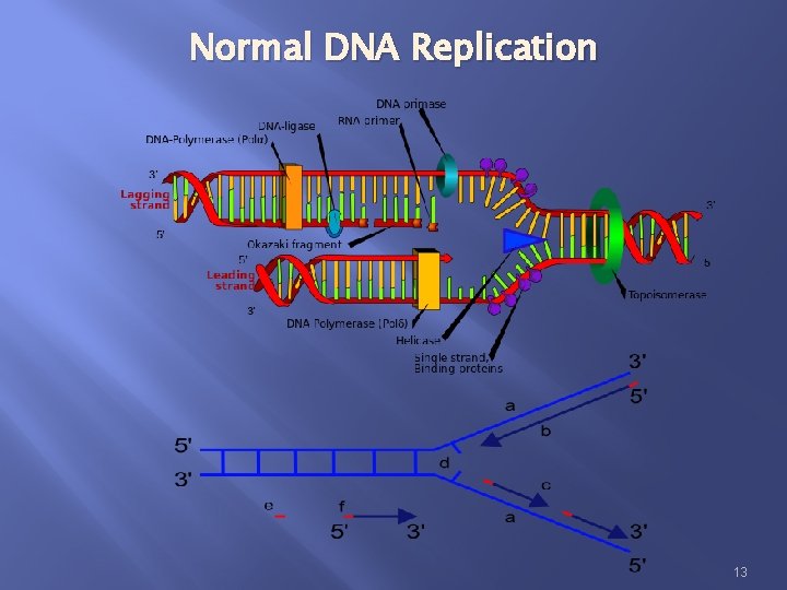 Normal DNA Replication 13 