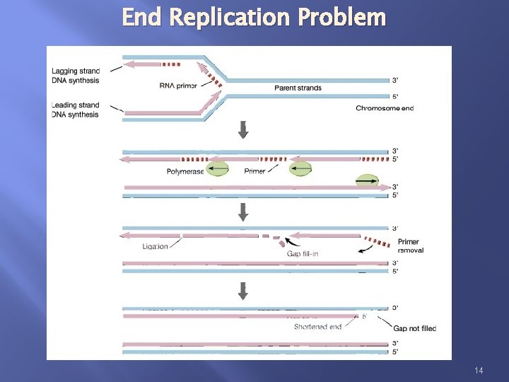 End Replication Problem 14 