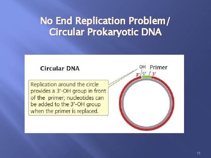 No End Replication Problem/ Circular Prokaryotic DNA 15 