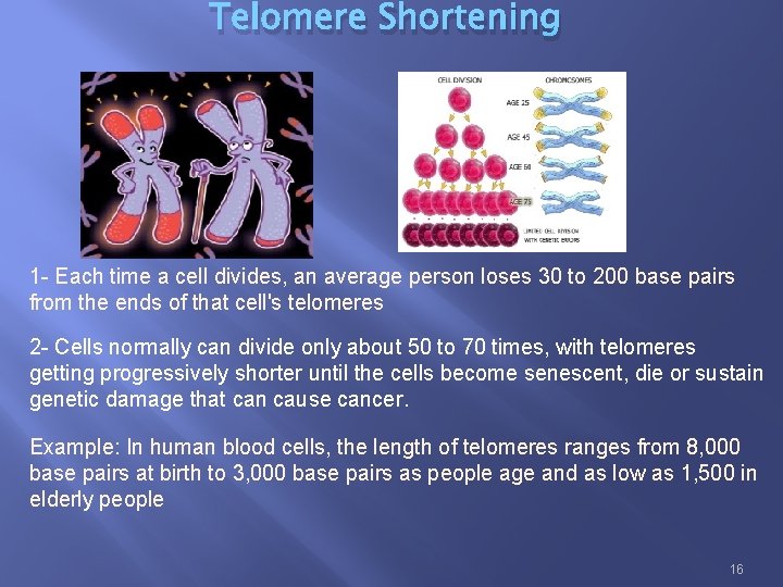Telomere Shortening 1 - Each time a cell divides, an average person loses 30