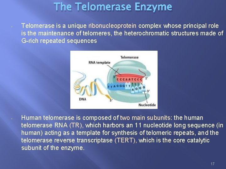 The Telomerase Enzyme - Telomerase is a unique ribonucleoprotein complex whose principal role is