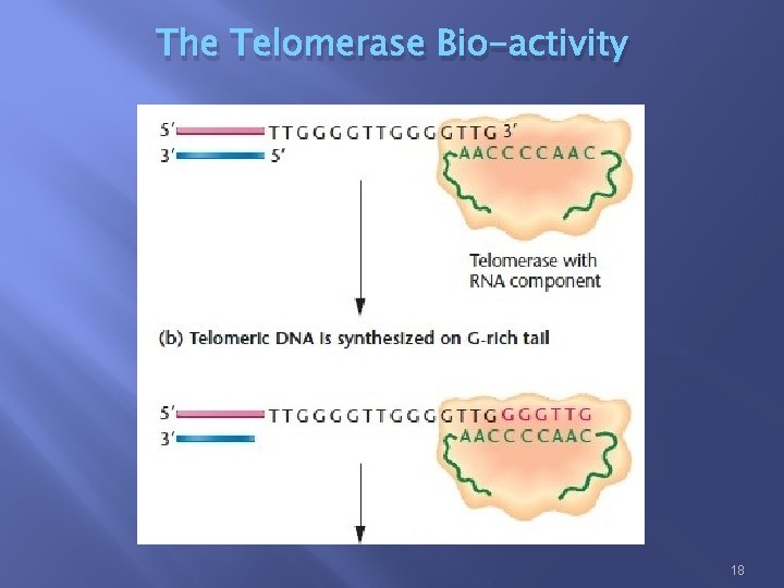 The Telomerase Bio-activity 18 