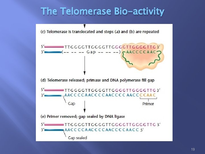 The Telomerase Bio-activity 19 