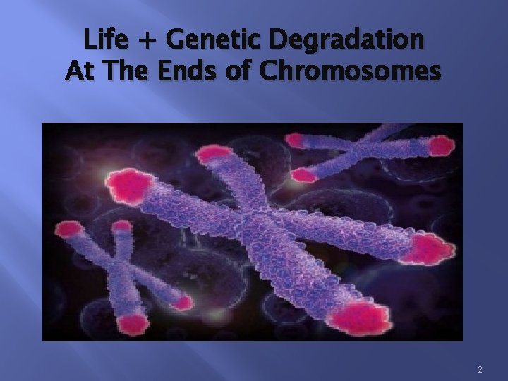 Life + Genetic Degradation At The Ends of Chromosomes 2 