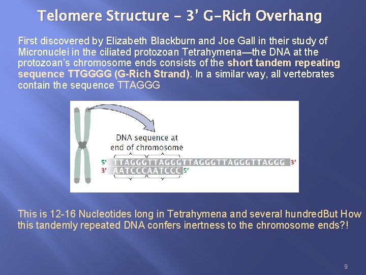Telomere Structure – 3’ G-Rich Overhang First discovered by Elizabeth Blackburn and Joe Gall