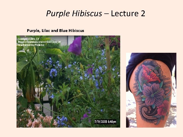 Purple Hibiscus – Lecture 2 Purple, Lilac and Blue Hibiscus 