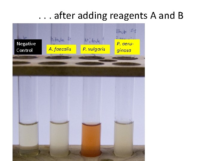 . . . after adding reagents A and B Negative Control A. faecalis P.