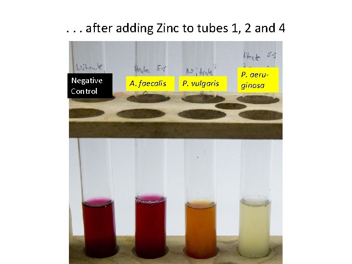 . . . after adding Zinc to tubes 1, 2 and 4 Negative Control