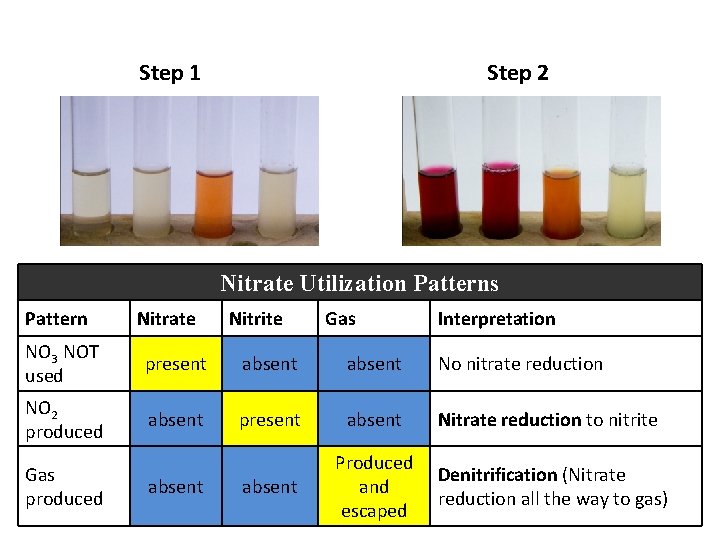 Step 1 Step 2 Nitrate Utilization Patterns Pattern Nitrate Nitrite Gas Interpretation NO 3