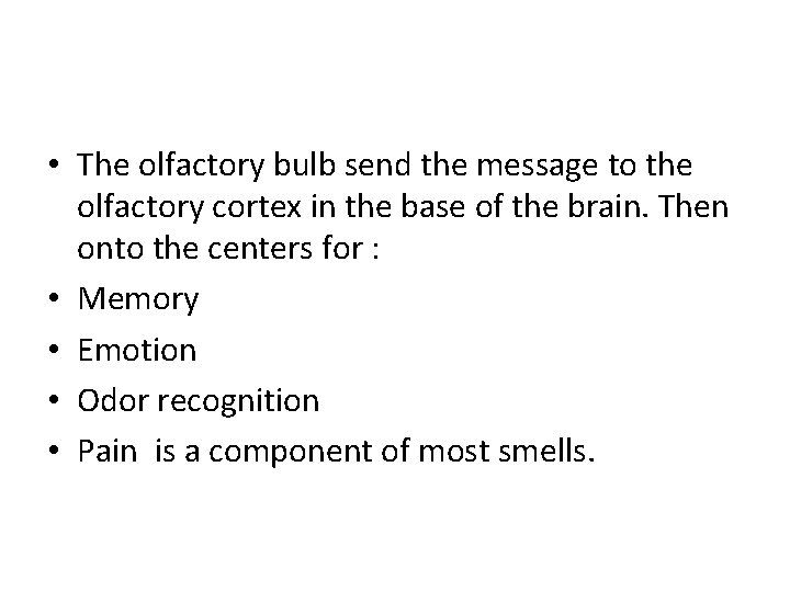 • The olfactory bulb send the message to the olfactory cortex in the • The olfactory bulb send the message to the olfactory cortex in the