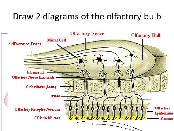 Draw 2 diagrams of the olfactory bulb Draw 2 diagrams of the olfactory bulb