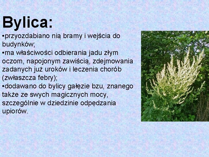 Bylica: • przyozdabiano nią bramy i wejścia do budynków; • ma właściwości odbierania jadu