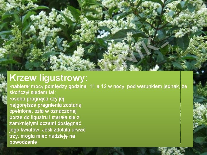 Krzew ligustrowy: • nabierał mocy pomiędzy godziną 11 a 12 w nocy, pod warunkiem