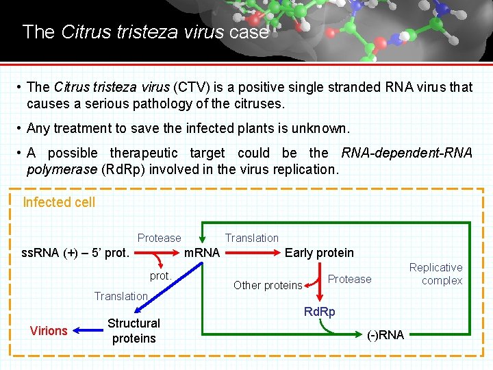 The Citrus tristeza virus case • The Citrus tristeza virus (CTV) is a positive