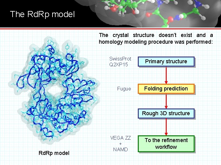 The Rd. Rp model The crystal structure doesn’t exist and a homology modeling procedure