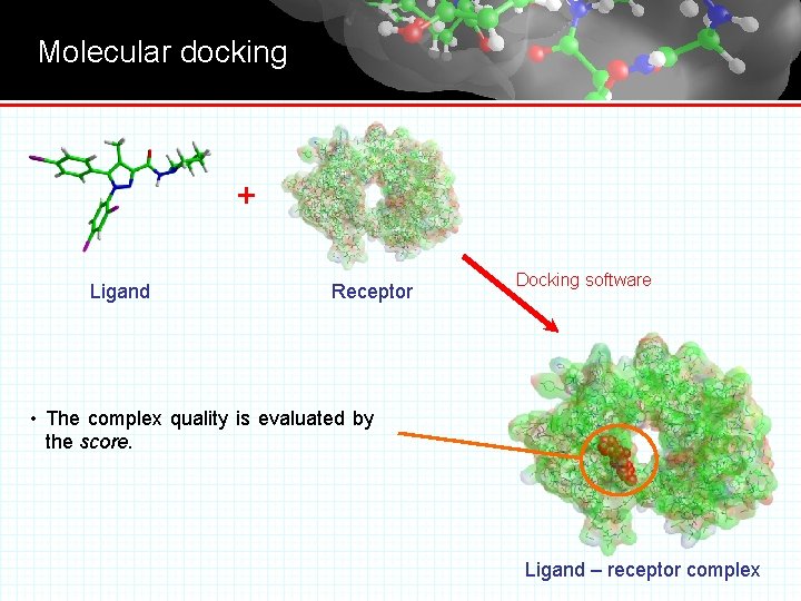 Molecular docking + Ligand Receptor Docking software • The complex quality is evaluated by