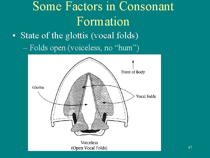 Some Factors in Consonant Formation • State of the glottis (vocal folds) – Folds