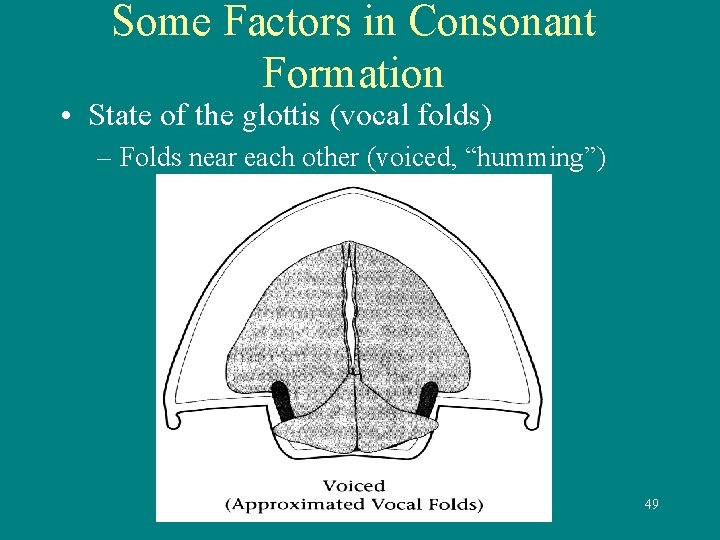 Some Factors in Consonant Formation • State of the glottis (vocal folds) – Folds