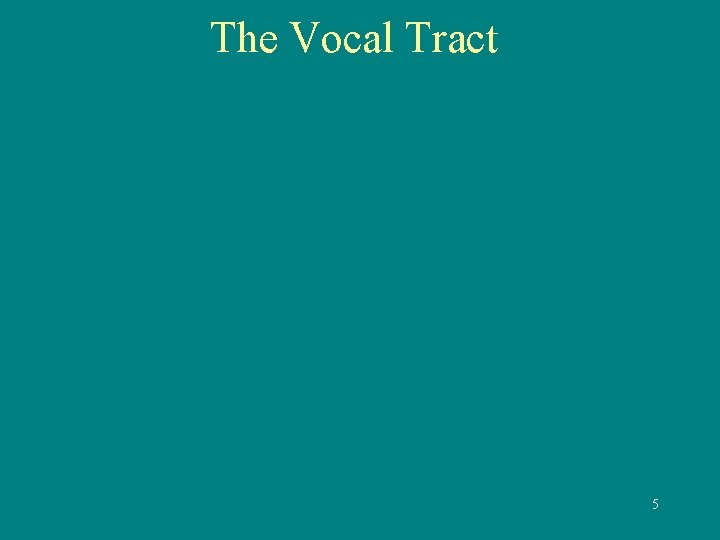 The Vocal Tract 5 