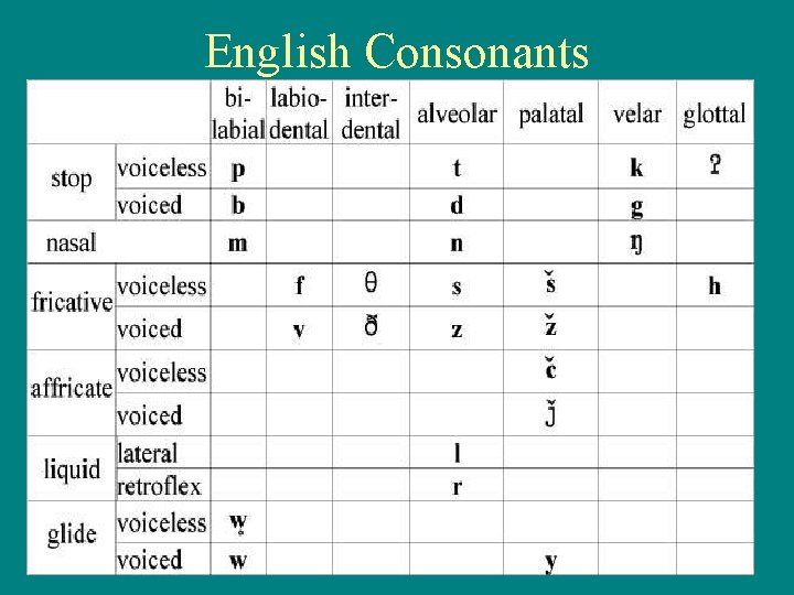 English Consonants 8 