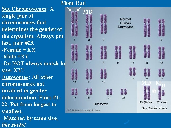 Mom Dad MD Sex Chromosomes: A single pair of chromosomes that determines the gender