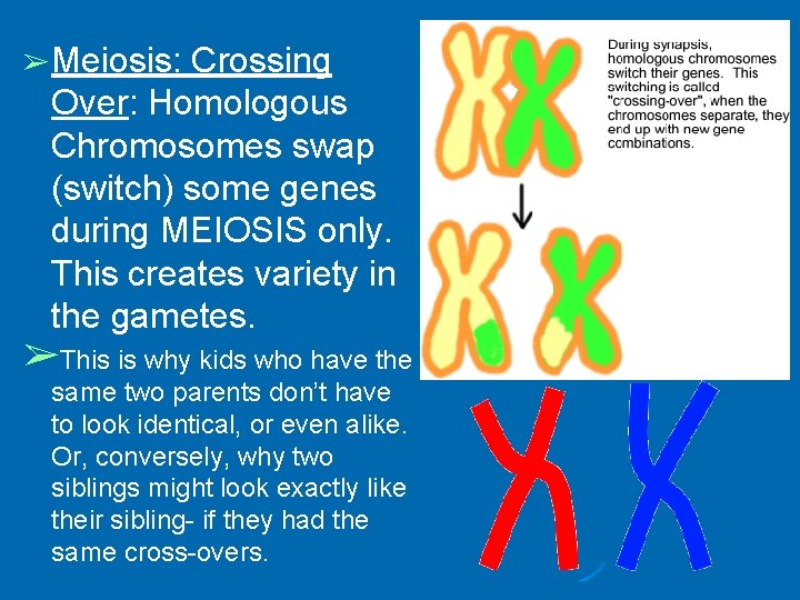 ➢ Meiosis: Crossing Over: Homologous Chromosomes swap (switch) some genes during MEIOSIS only. This