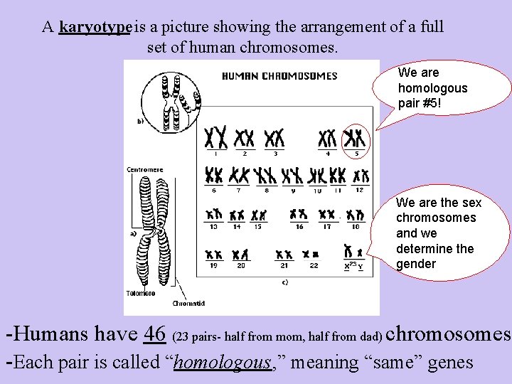 A karyotype is a picture showing the arrangement of a full set of human