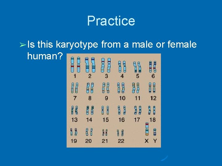 Practice ➢ Is this karyotype from a male or female human? 