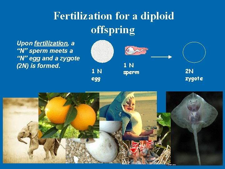 Fertilization for a diploid offspring Upon fertilization, a “N” sperm meets a “N” egg