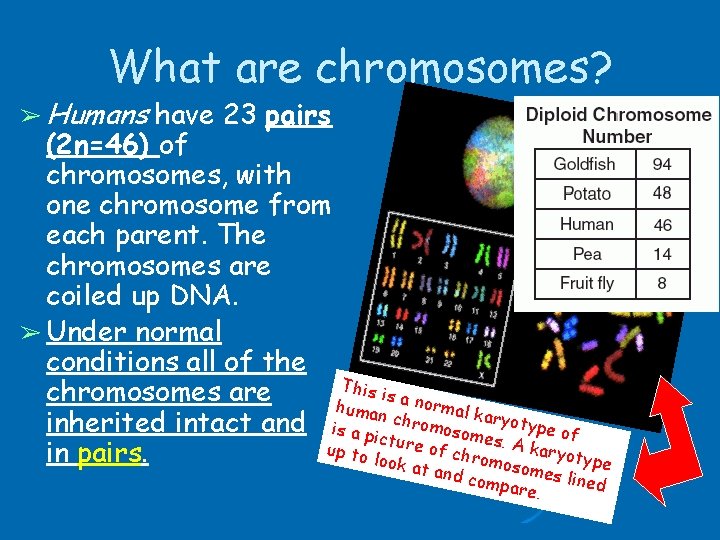 What are chromosomes? ➢ Humans have 23 pairs (2 n=46) of chromosomes, with one