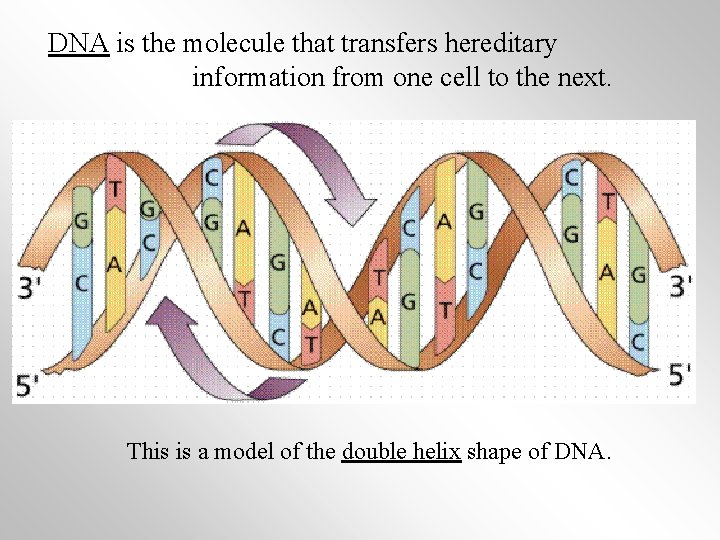 DNA is the molecule that transfers hereditary information from one cell to the next.