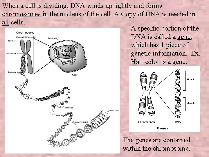 When a cell is dividing, DNA winds up tightly and forms chromosomes in the