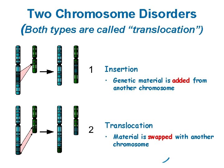 Two Chromosome Disorders (Both types are called “translocation”) Insertion • Genetic material is added