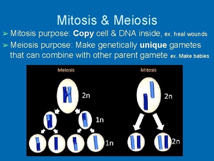 Mitosis & Meiosis ➢ Mitosis purpose: Copy cell & DNA inside, ex. heal wounds