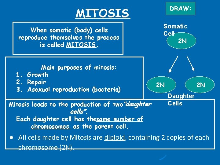 DRAW: MITOSIS When somatic (body) cells reproduce themselves the process is called MITOSIS. Main