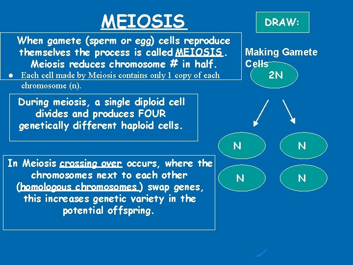 MEIOSIS DRAW: When gamete (sperm or egg) cells reproduce themselves the process is called