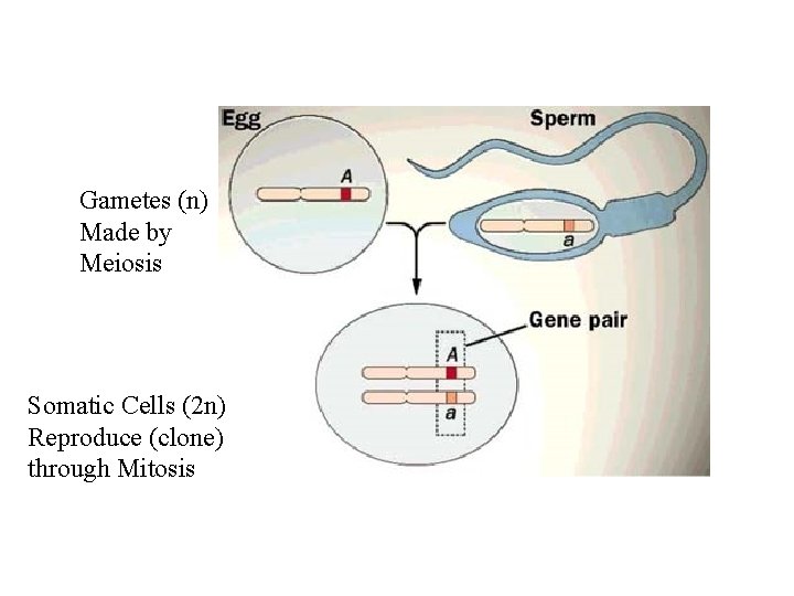 Gametes (n) Made by Meiosis Somatic Cells (2 n) Reproduce (clone) through Mitosis 
