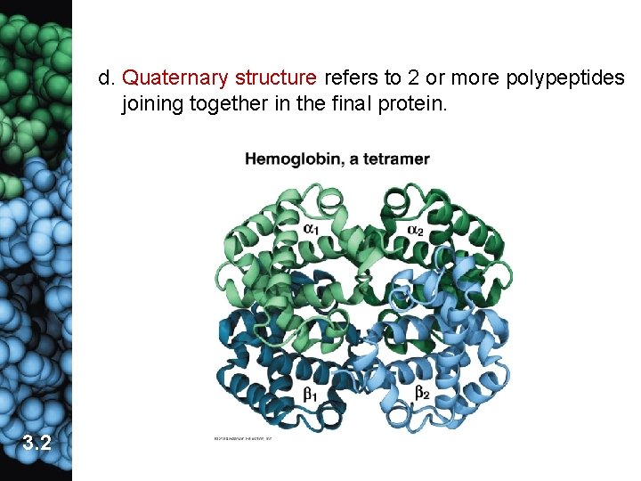 d. Quaternary structure refers to 2 or more polypeptides joining together in the final