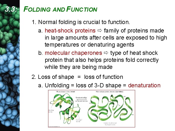 3. 3: FOLDING AND FUNCTION 1. Normal folding is crucial to function. a. heat-shock